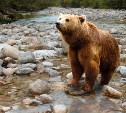 На Курилах медведь задрал человека, троих людей из леса эвакуировали