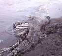 Сахалинские ученые разгадали тайну морского животного, найденного на берегу в Шахтерске