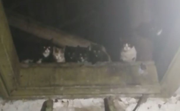 Переселенцы из аварийного жилья на Сахалине оставили после себя "кошкин дом"