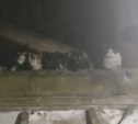 Переселенцы из аварийного жилья на Сахалине оставили после себя "кошкин дом"