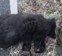 Мёртвого медвежонка обнаружили на трассе на юге Сахалина