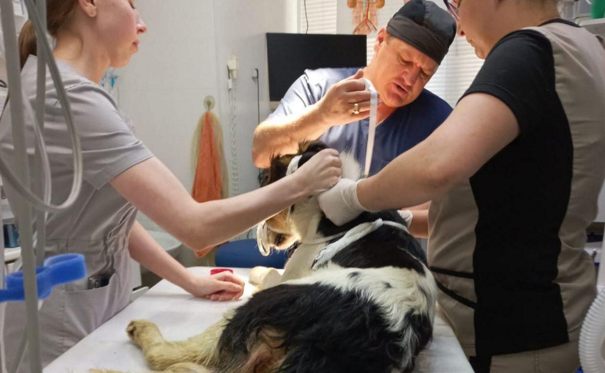 Сахалинцев благодарят за помощь в спасении пёсика Бима, которому в ДТП оторвало хвост и сломало лапку