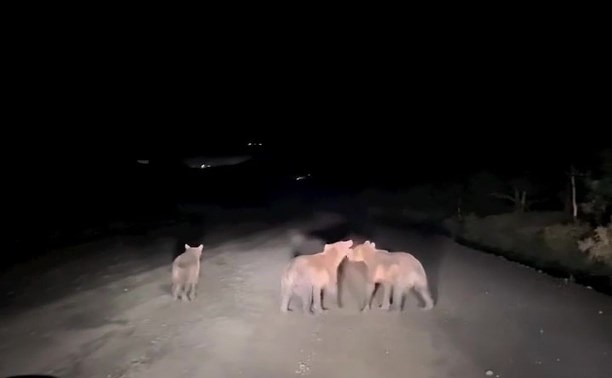 Ночная тусовка медведей на Курилах попала на видео