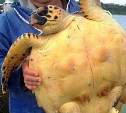 Курильские рыбаки выловили биссу, которую ранее не регистрировали в водах России