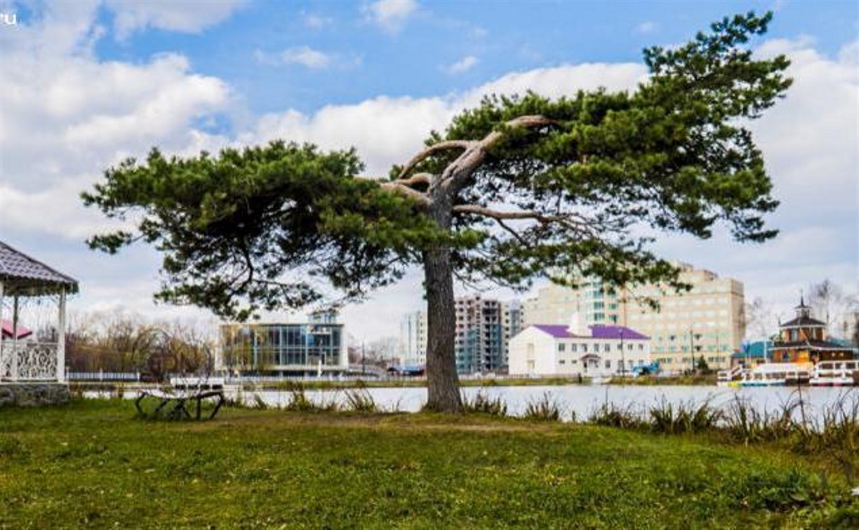 Сахалинцам предлагают сфотографировать дерево и выиграть 100 тысяч рублей