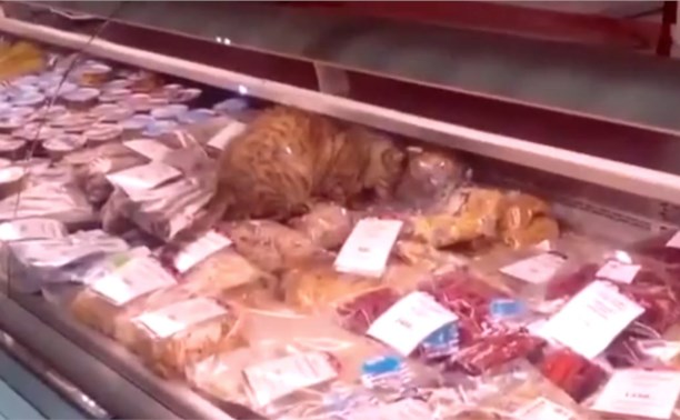 Коту, съевшему морепродуктов на 60 тысяч рублей, грозит опасность
