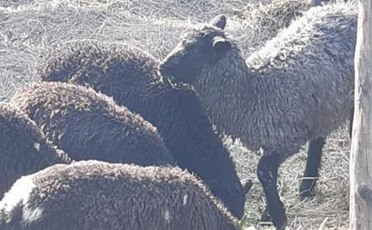 В Корсакове из закрытого загона таинственно пропали овцы 