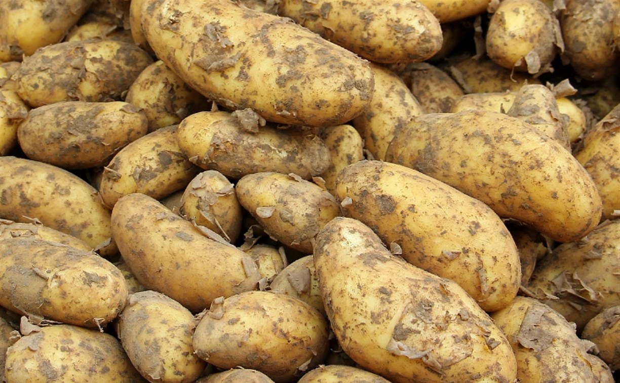 Двое жителей Дальнего Востока умерли, надышавшись гнилой картошкой в гараже