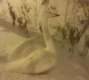 Житель Невельска на время метели приютил дома лебедя