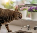 На полдня отключат воду в Новом Дальнем из-за устранения повреждения на сетях 