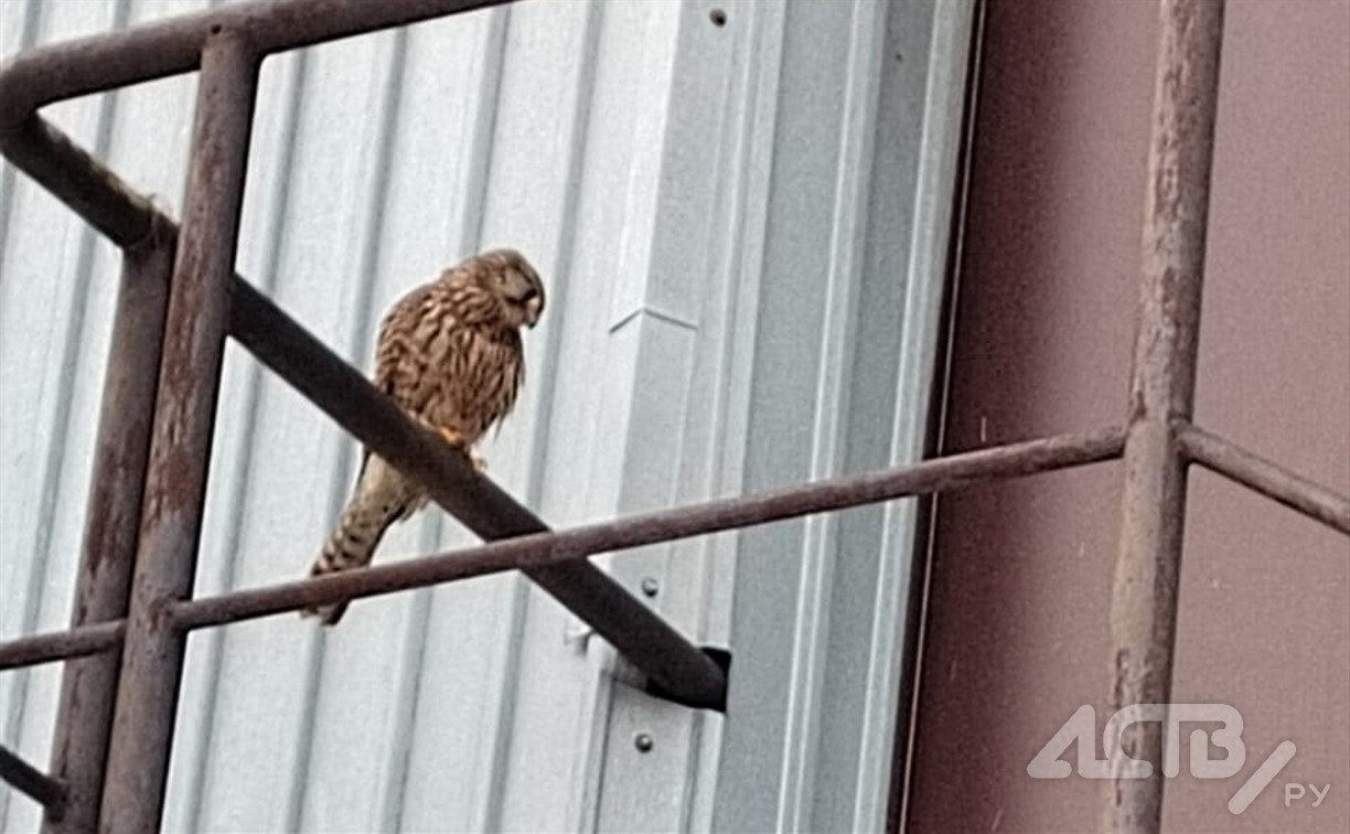 Хищная птица прилетела к торговому комплексу в центре Холмска