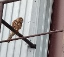 Хищная птица прилетела к торговому комплексу в центре Холмска