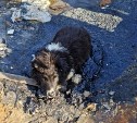 Южно-сахалинская дворняга попала в смертельную ловушку в луже расплавленного гудрона