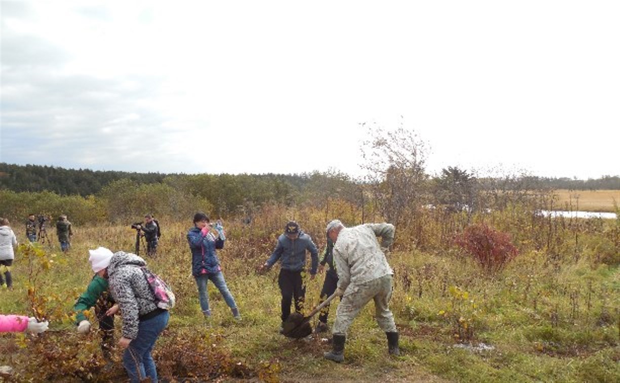 Больше 15 тысяч деревьев высадили сахалинцы этой осенью