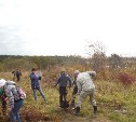 Больше 15 тысяч деревьев высадили сахалинцы этой осенью