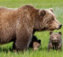 Медведица с двумя медвежатами зачастила в село Симаково Холмского района