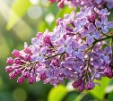 На Сахалине дожди, на Курилах до +11 °C: прогноз погоды для региона на 22 июня