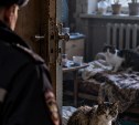 Тело пенсионерки полтора месяца пролежало в квартире вместе с кошками