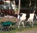 Коровы съели газон возле администрации Охи. Это стало поводом для шуток в сети
