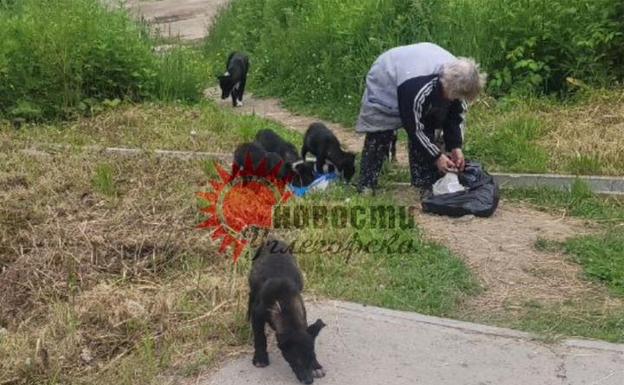 Прокусили ножку и бедро: в Углегорске бездомные псы снова набросились на ребёнка
