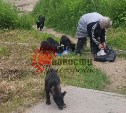 Прокусили ножку и бедро: в Углегорске бездомные псы снова набросились на ребёнка