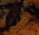 Голодную лисицу южносахалинка накормила собачьей едой