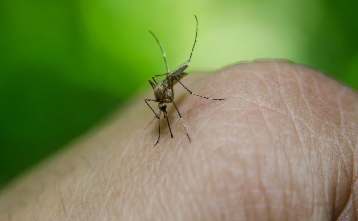 Не только малярия: врач рассказал, какие инфекции распространяют комары