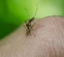 Не только малярия: врач рассказал, какие инфекции распространяют комары