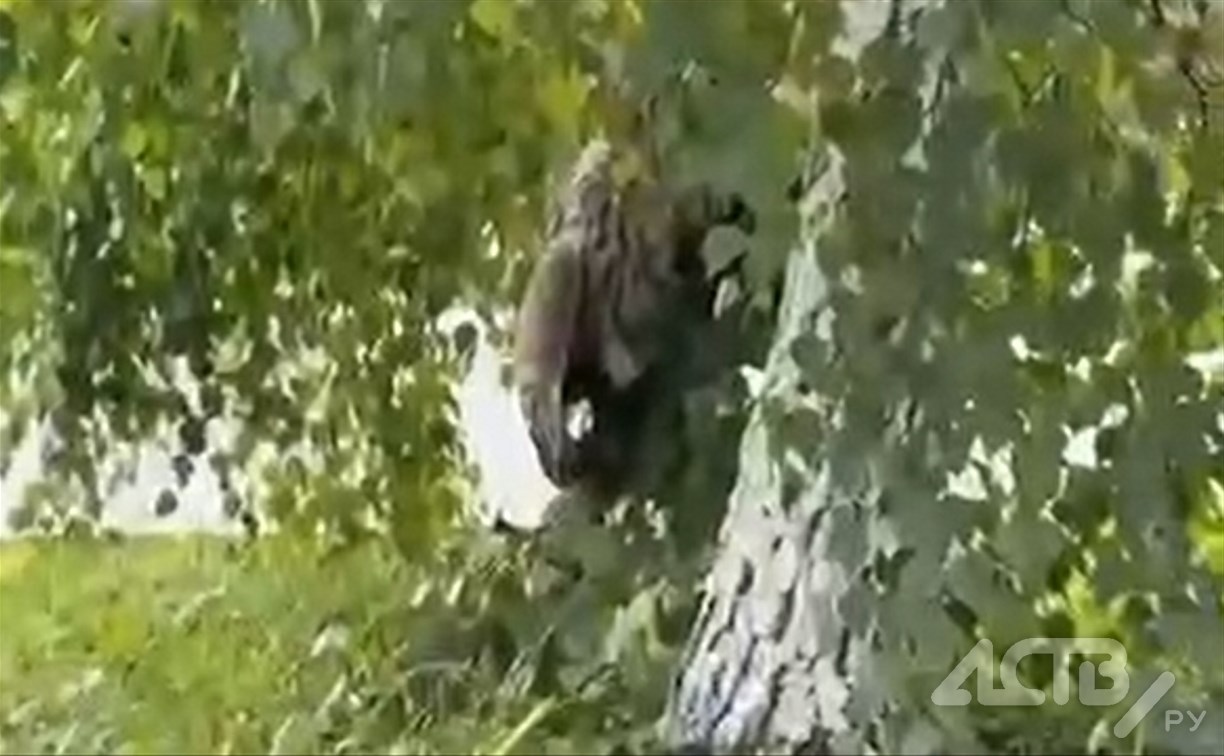 Напуганную сову, залетевшую в Южно-Сахалинск, атакуют вороны