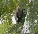 Напуганную сову, залетевшую в Южно-Сахалинск, атакуют вороны