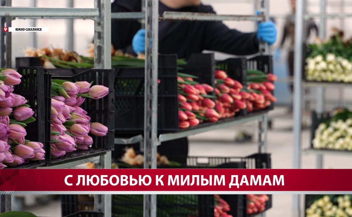 Для сахалинок приготовили почти миллион тюльпанов
