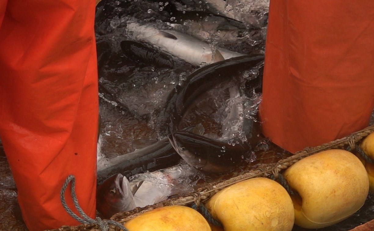 Сахалинская рыба подорожает из-за падения рубля