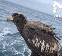 Редкое появление орлана запечатлели в центре Южно-Сахалинска, еще один стал "капитаном" судна