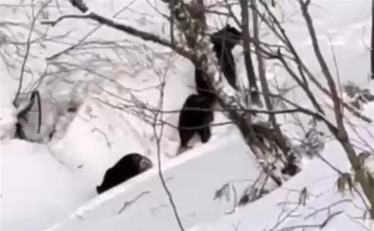 Медведицу с двумя медвежатами встретили сахалинцы на Холмском перевале