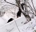 Медведицу с двумя медвежатами встретили сахалинцы на Холмском перевале