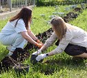 Проспект Победы в Южно-Сахалинске украсили кусты сирени и гортензии