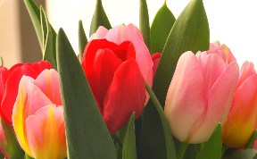 Более двухсот тысяч разноцветных тюльпанов вырастил совхоз «Тепличный» к 8 Марта