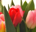 Более двухсот тысяч разноцветных тюльпанов вырастил совхоз «Тепличный» к 8 Марта