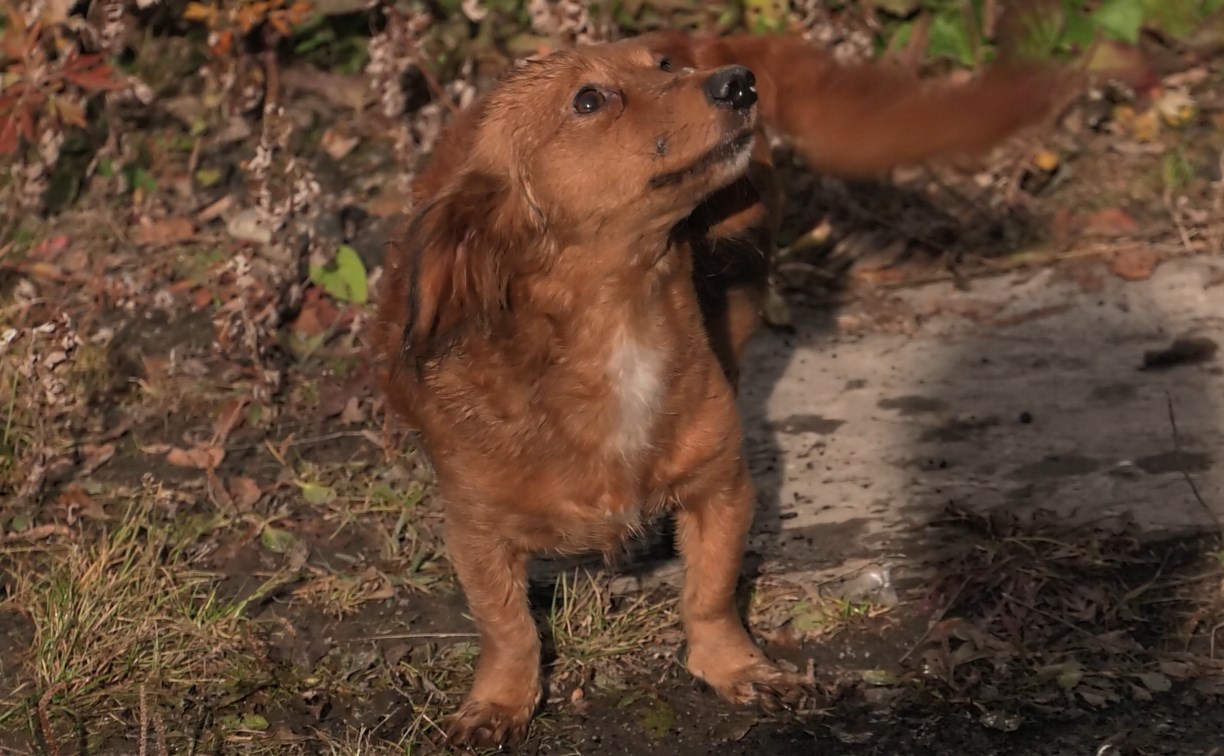 Две собаки пострадали во время пожара в Южно-Сахалинске