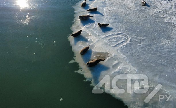 Ластоногие "мамонтята" оккупировали льдины на сахалинском озере Изменчивом