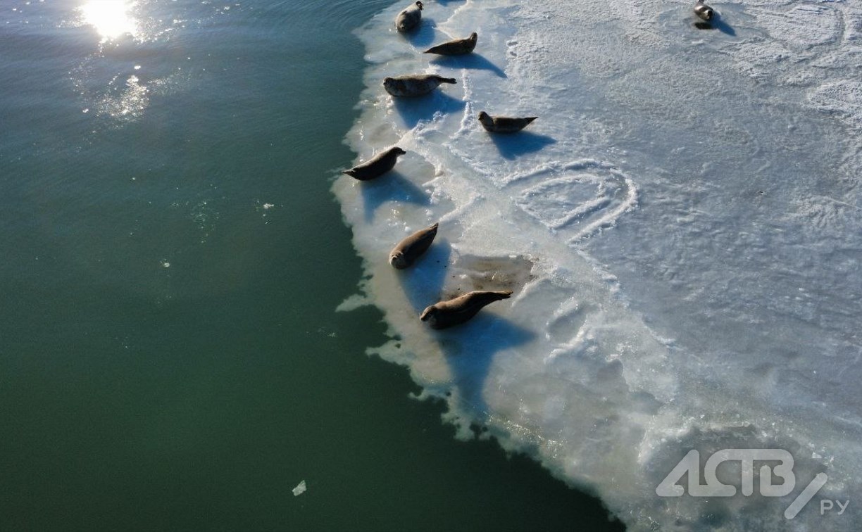 Ластоногие "мамонтята" оккупировали льдины на сахалинском озере Изменчивом