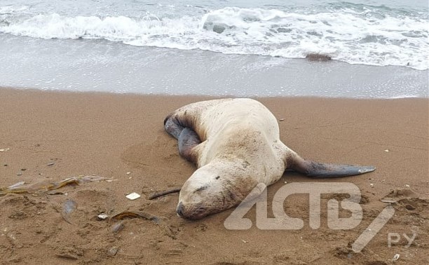 "Помирает, наверно": сахалинцы переживают за сивуча на пляже в Пригородном