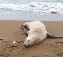 "Помирает, наверно": сахалинцы переживают за сивуча на пляже в Пригородном