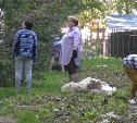 Жители дома в Южно-Сахалинске запретили выгуливать собак у себя во дворе