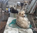Выпустили 490, умертвили 175: на безнадзорных животных на Сахалине потратят более 300 млн рублей