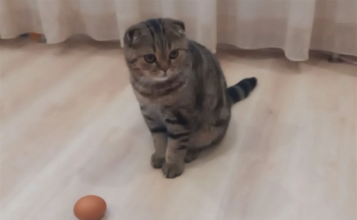 Сахалинские коты отказались высиживать яйца
