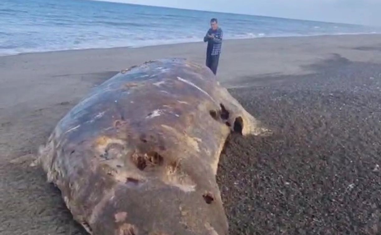 Огромную косатку выбросило на побережье Сахалина