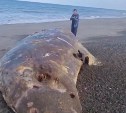 Огромную косатку выбросило на побережье Сахалина