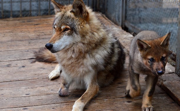 Маленьких волчат, родившихся в сахалинском зоопарке, могут увидеть все желающие
