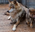 Маленьких волчат, родившихся в сахалинском зоопарке, могут увидеть все желающие